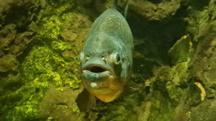 Lakes Aquarium